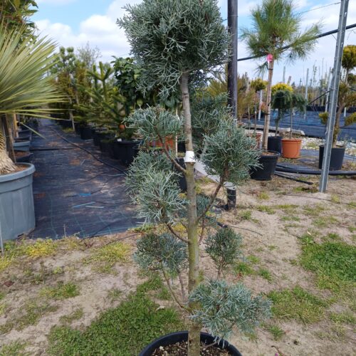 Cupressus arizonica Pom-Pom K9