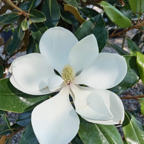 Örökzöld Magnólia"Magnolia Grandiflora 'Goliath'K18 125/150cm
