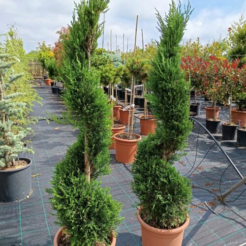 Cupressus arizonica SPIRÁL K9
