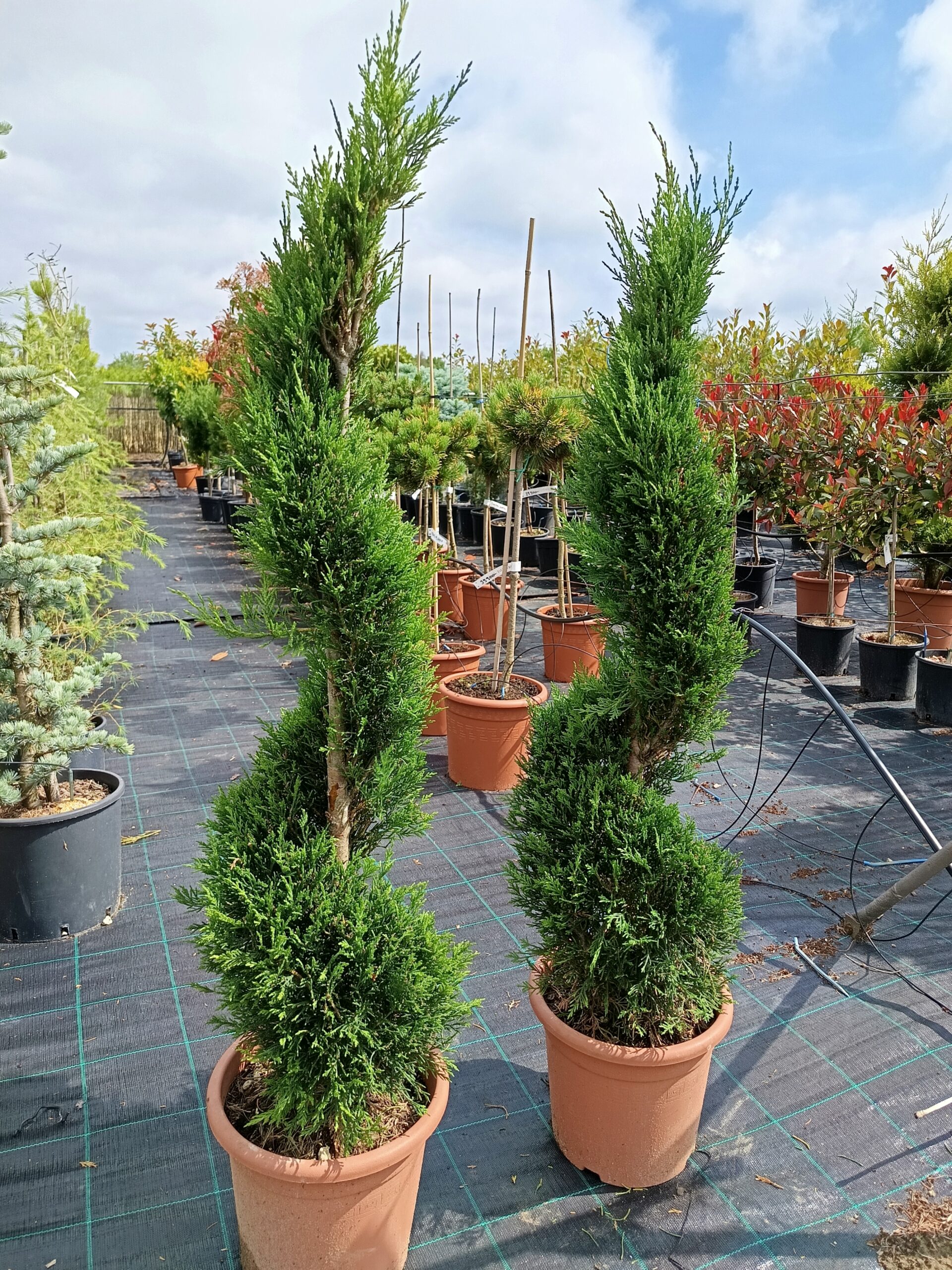 Cupressus arizonica SPIRÁL K9