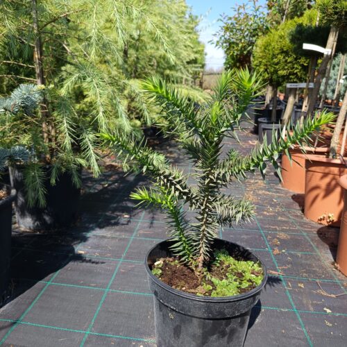 Chilei fenyő-Araucaria araucana 35/40 cm