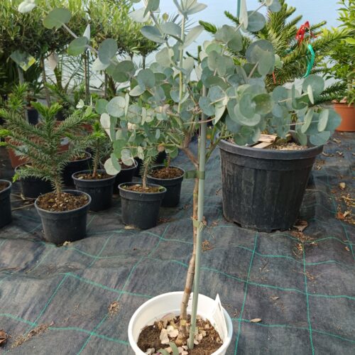 Havasi eukaliptusz-Eucalyptus Gunni Magastörzsön