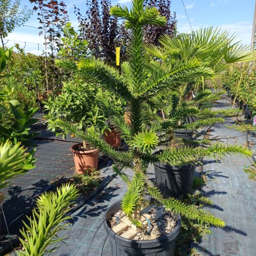 Chilei fenyő-Araucaria araucana 100/105 cm