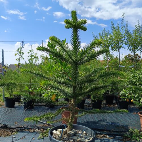 Chilei fenyő-Araucaria araucana 75/80 cm