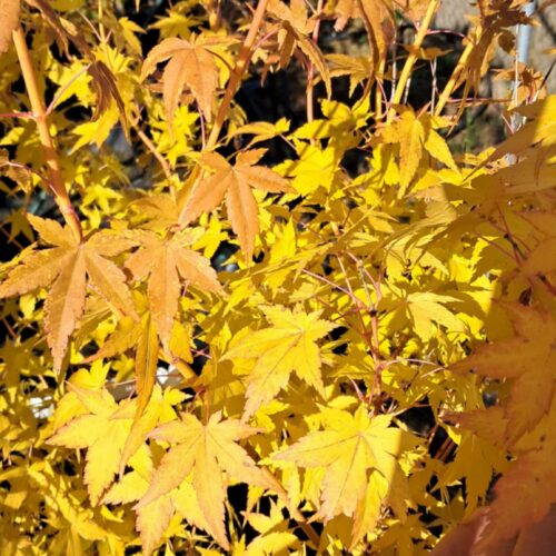 Acer palmatum 'Bihou'-Japán juhar K10 160/180cm