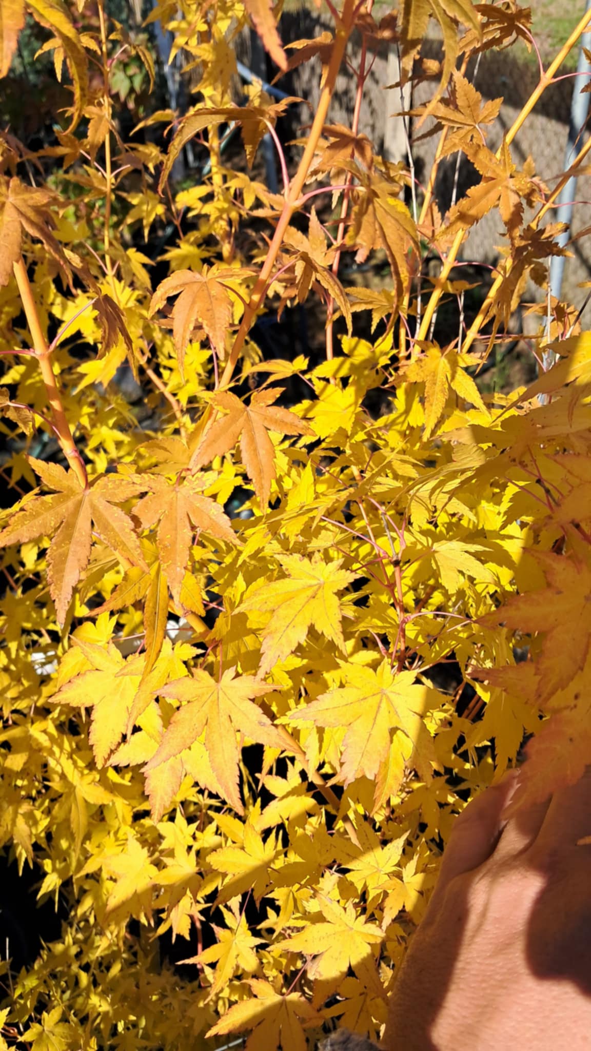 Acer palmatum 'Bihou'-Japán juhar