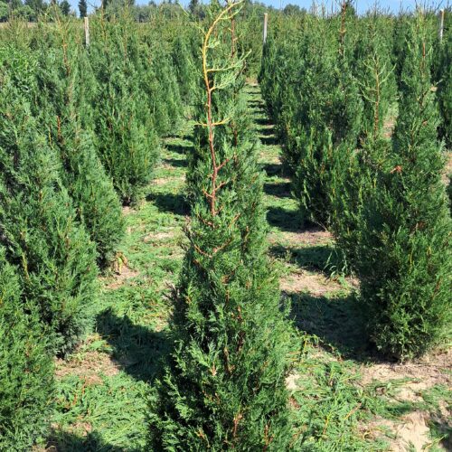 Cupressocyparis leylandii ‘2001’- Oszlopos Leylandi K18_175/200 cm