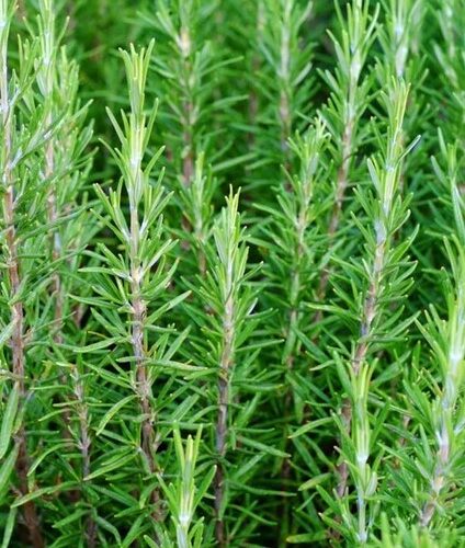 Rozmaring-Rosmarinus officinalis K5 50/70cm