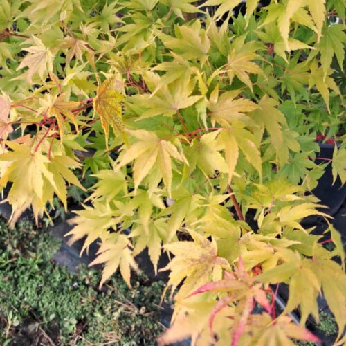 Acer palmatum 'Sango Kaku'-Japán juhar K10 160/180cm
