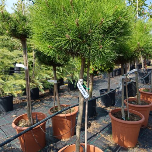 Pinus sylvestris 'Saxatilis' – Törpe erdeifenyő magastörzsön
