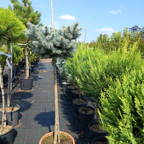 Picea pungens Glauca Globosa-Törzses gömb ezüstfenyő