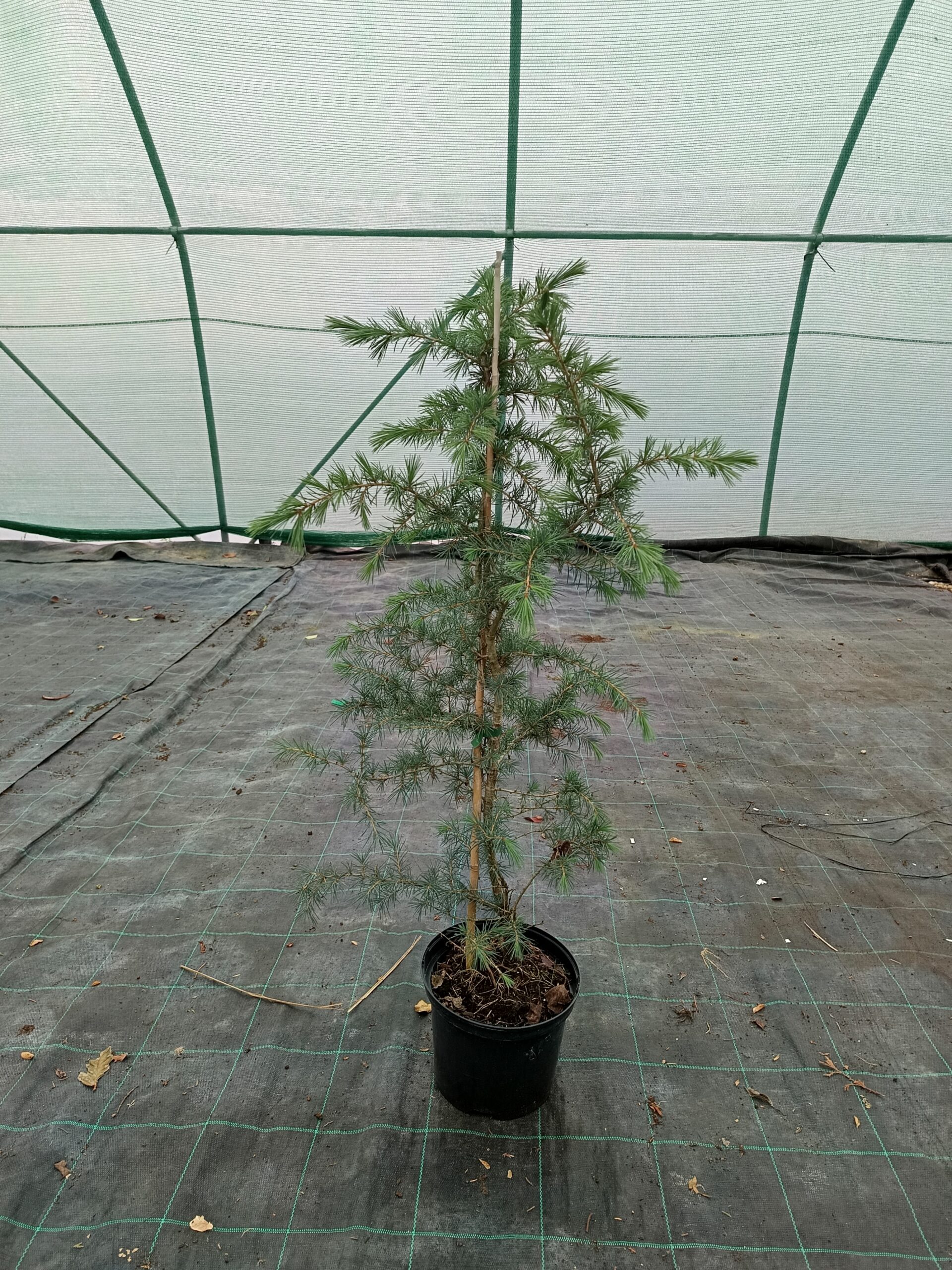 Cedrus Deodara-Himalájai cédrus K5