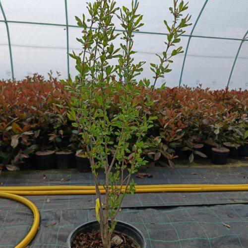 Punica granatum 'Wonderful' K2-Gránátalma 'termős'