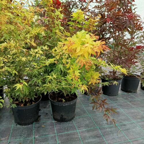 Acer palmatum 'KATSURA' K5