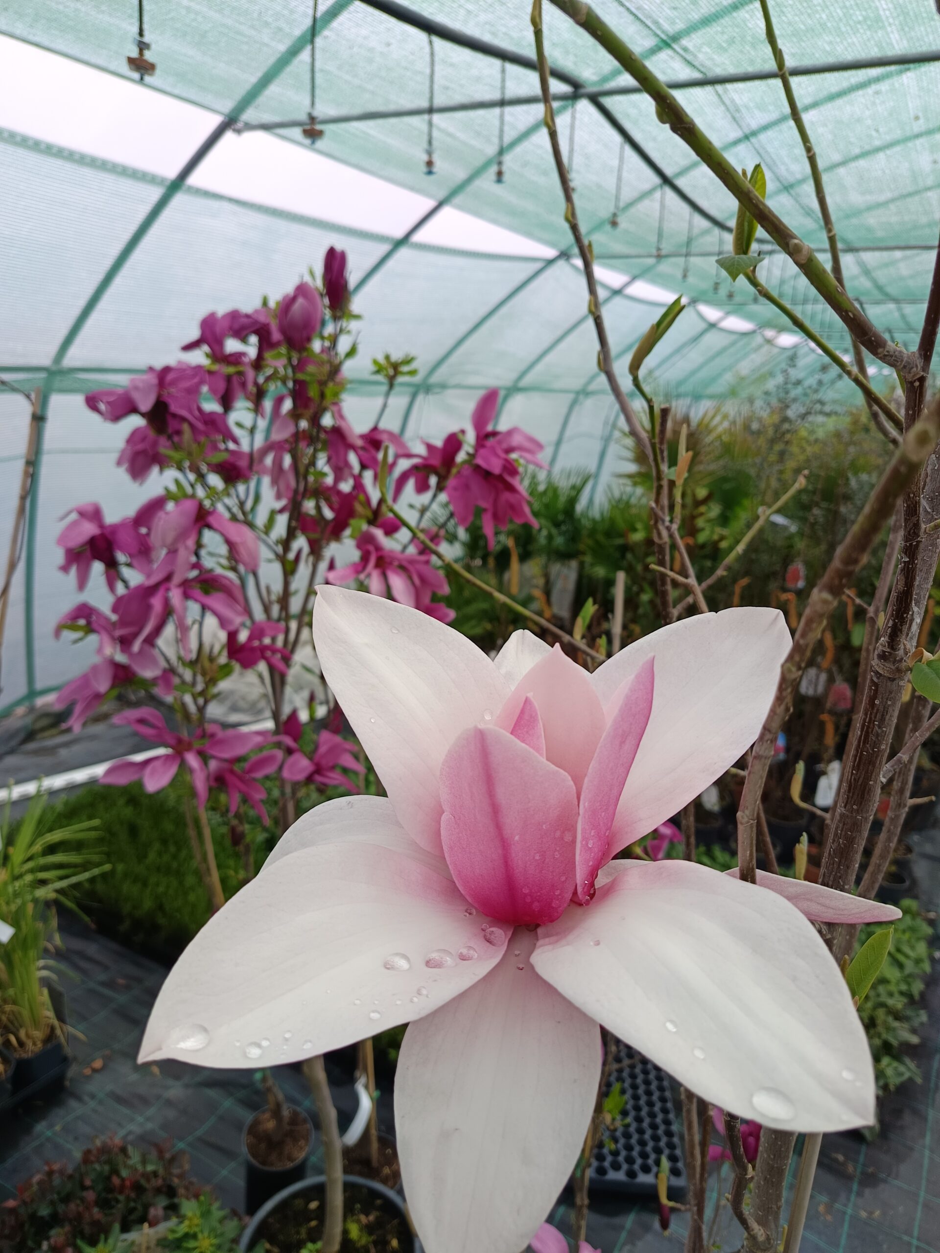 Magnolia 'Star wars' - Image 2