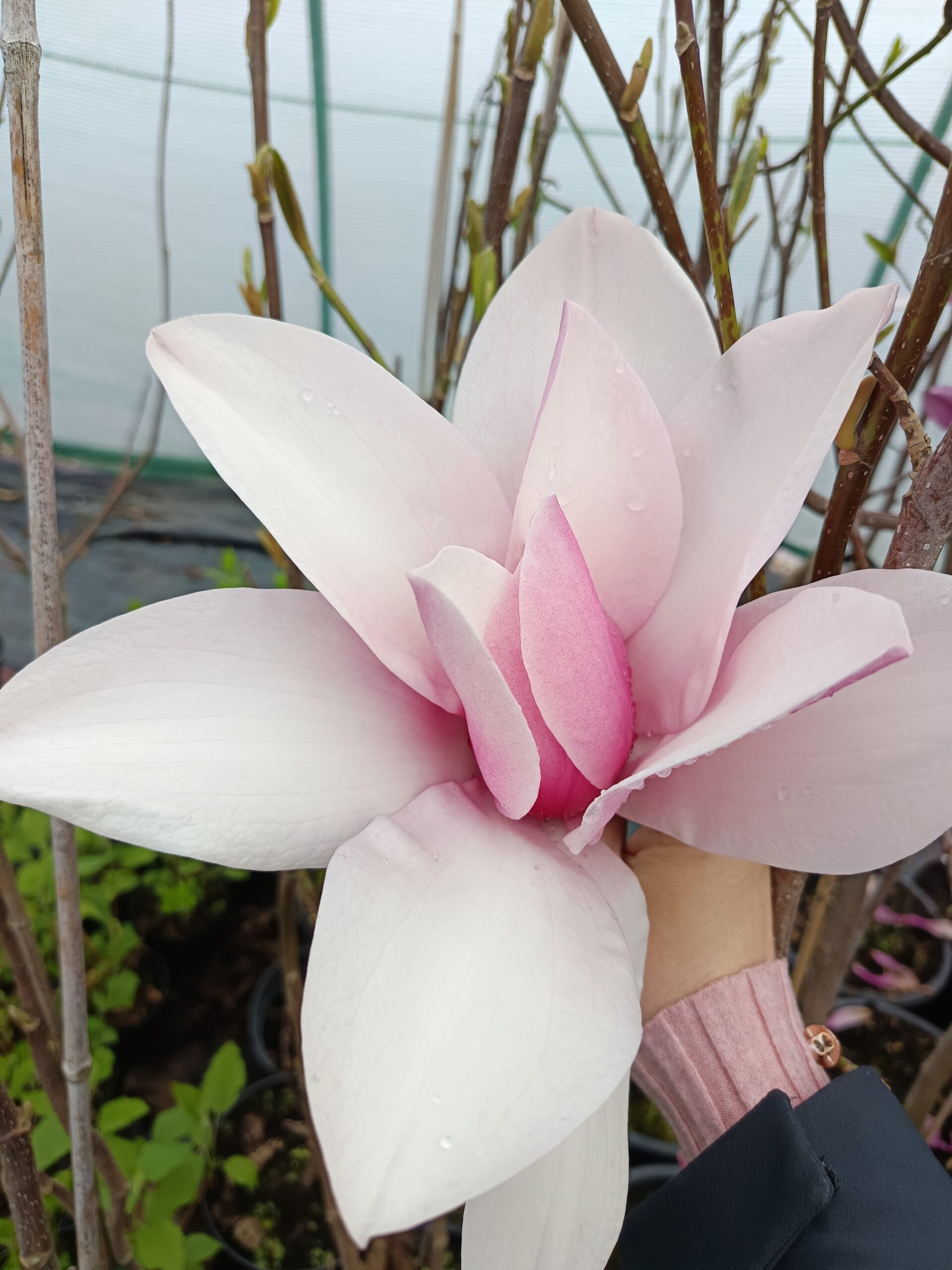 Magnolia 'Star wars'