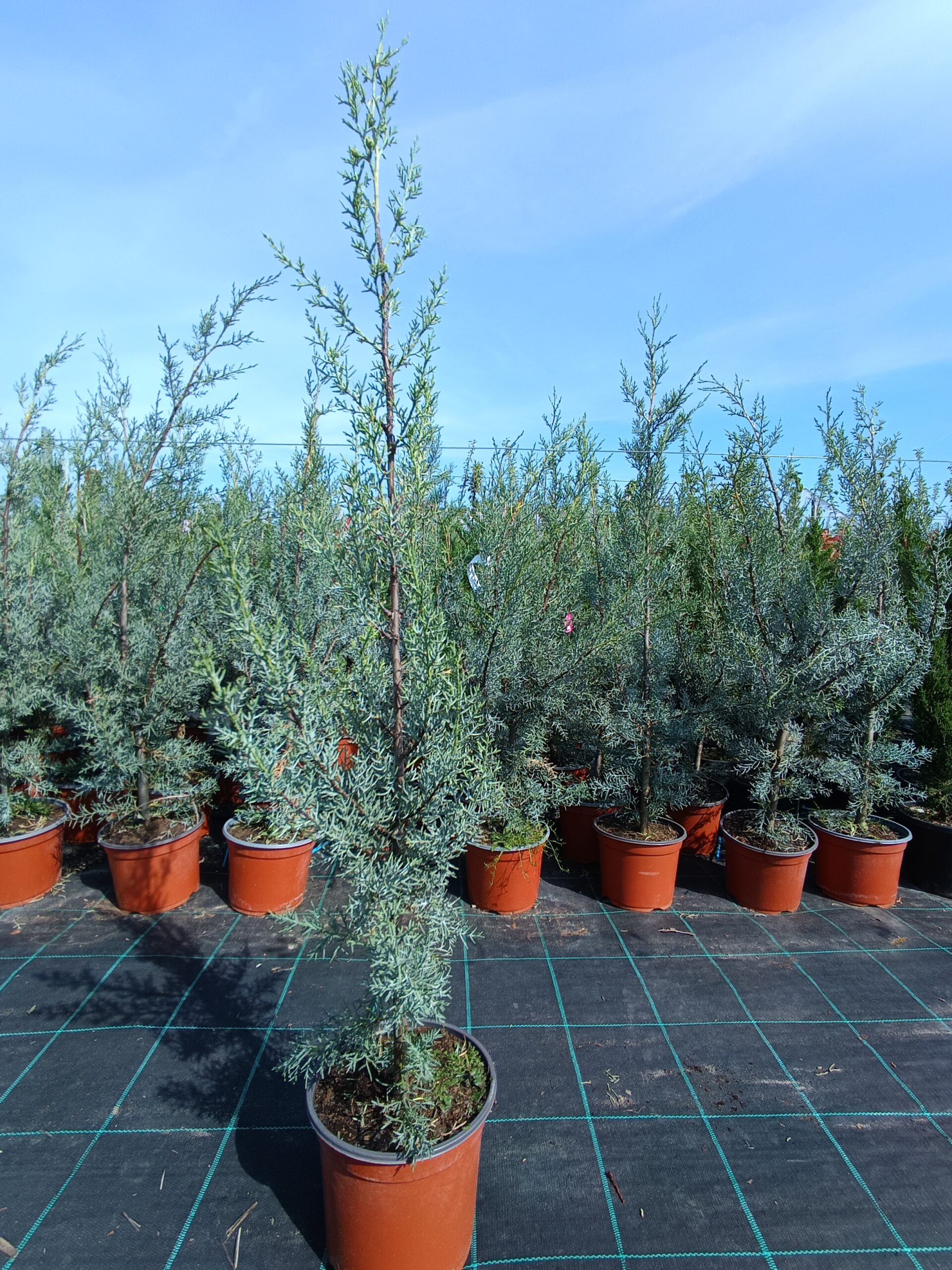 Cupressus arizonica-Arizóniai ciprus-K3-90/110cm