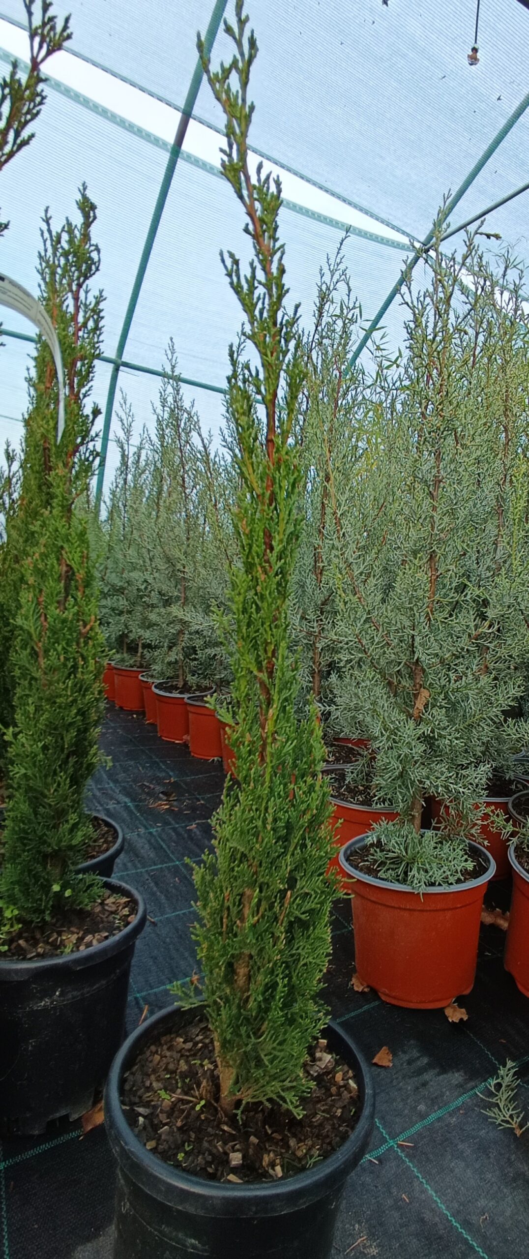 Toszkán ciprus – „Cupressus sempervirens" ‘Totem’ K3 60/70cm