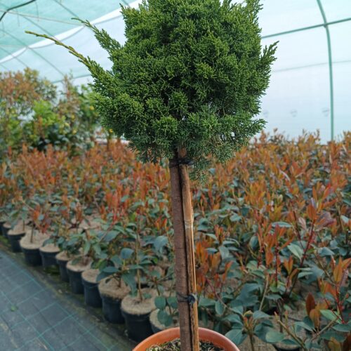 Magastörzsre oltott boróka