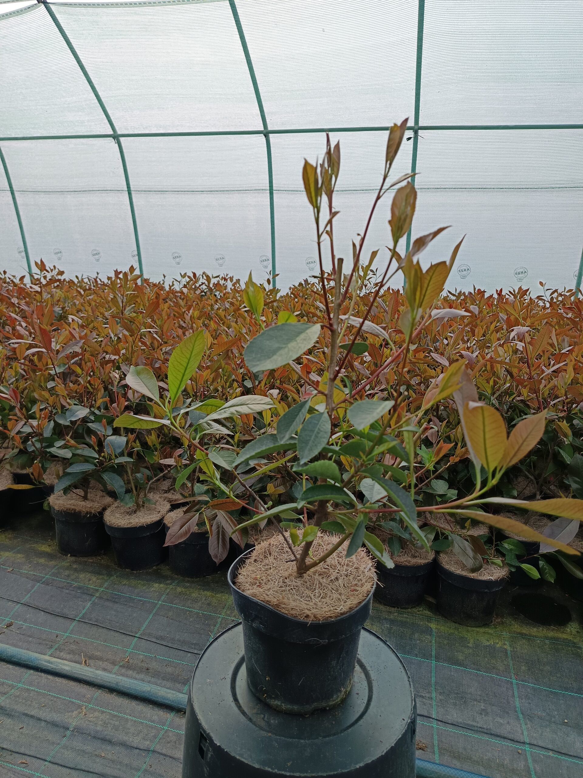Korallberkenye-'Photinia fraseri Red Robin' K2 50/70cm