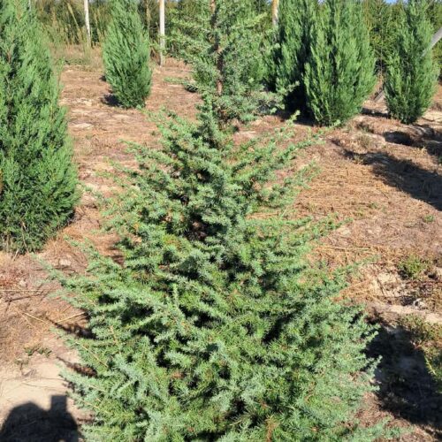 Cedrus Atlantica - Atlaszcédrus_Földlabdás