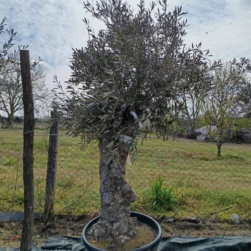 Európai olajfa - 'Olea europea' K120