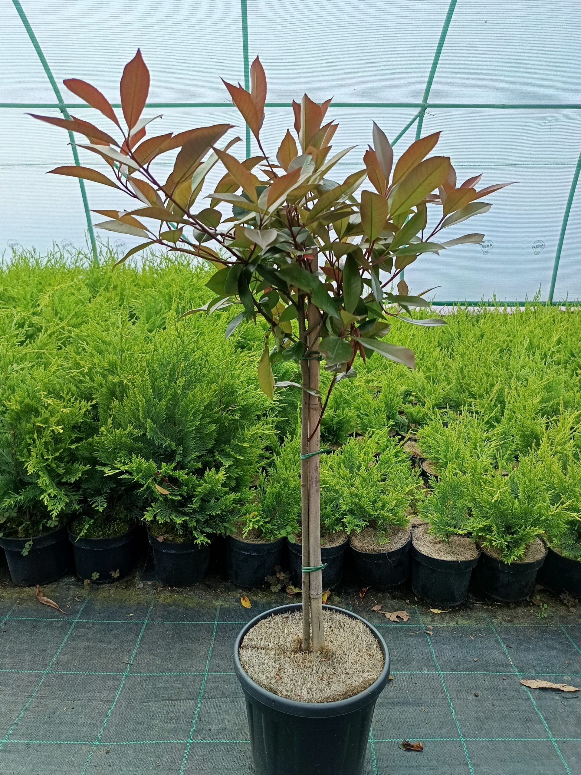 Korallberkenye magastörzsön - 'Photinia serrulata Red Robin'K7