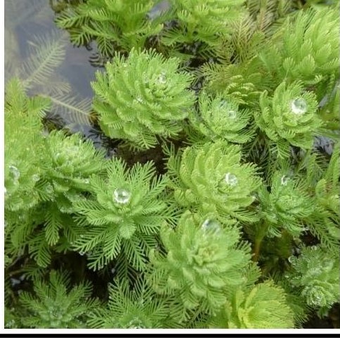 Brazil süllőhínár -myriophillum brasiliense