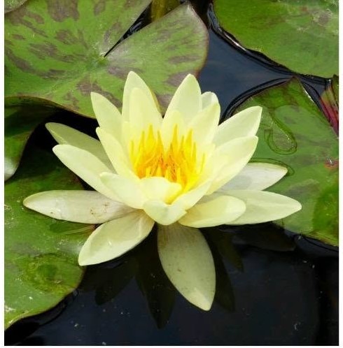 Chromatella tündérrózsa-nymphaea m.chromatella