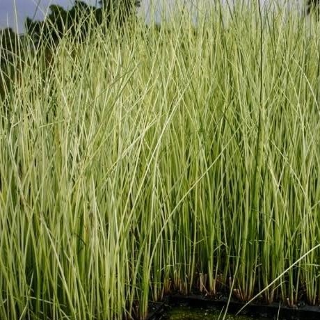 Csíkos tavikáka - Scirpus Lacustris albescens