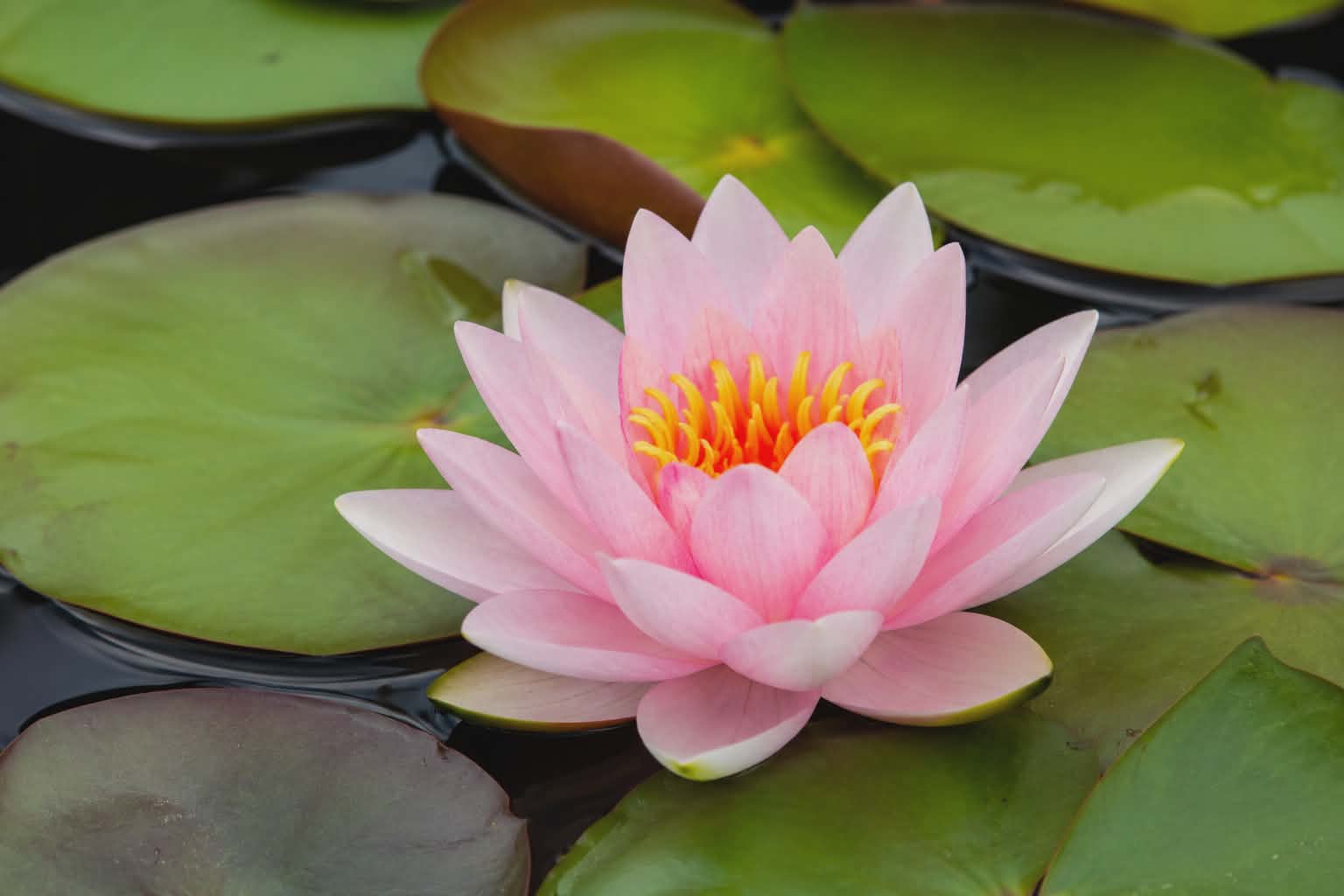 Mayla tündérrózsa-Nymphaea Mayla