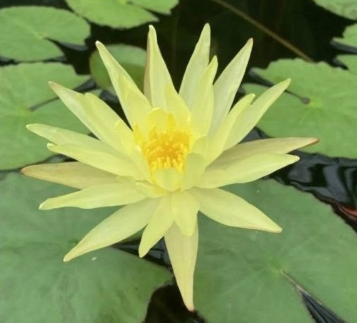 Mexikói Tündérrózsa - nymphaea mexicana