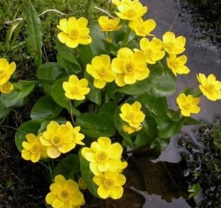 Mocsári Gólyahír - caltha palustris