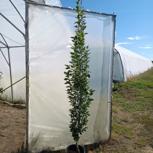 Oszlopos gyertyán - Carpinus betulus 'Fastigiata'