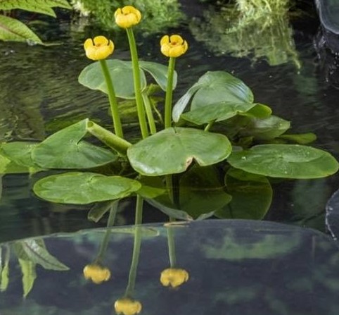 Sárga vízitök - nuphar lutea