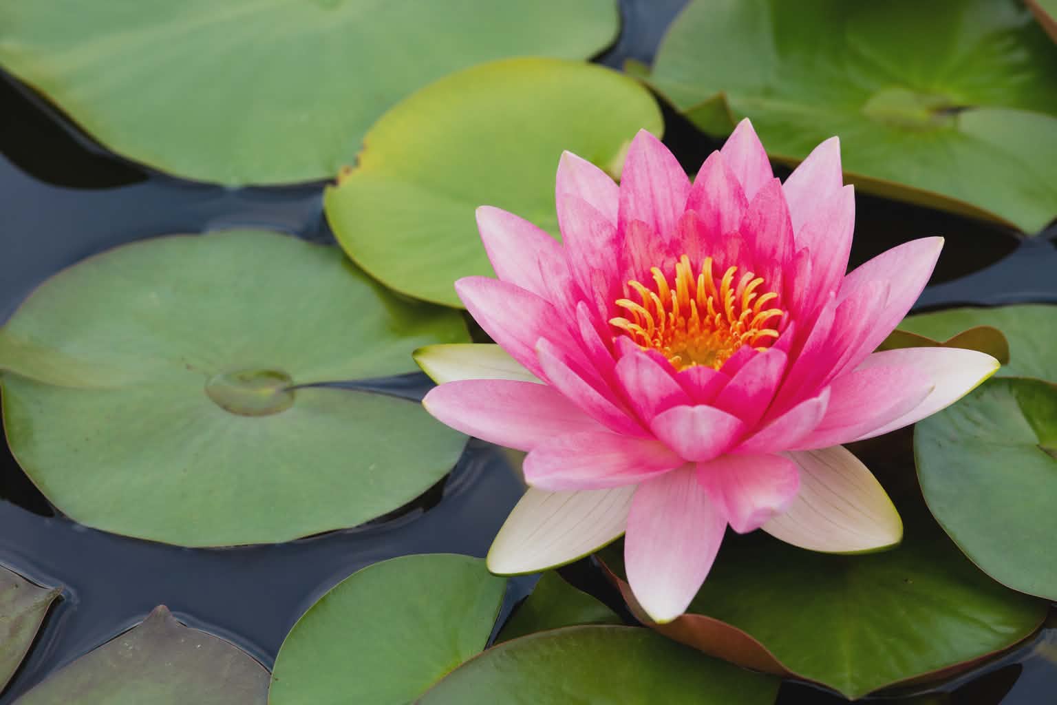 Wanvisa tavirózsa- nymphaea wanvisa