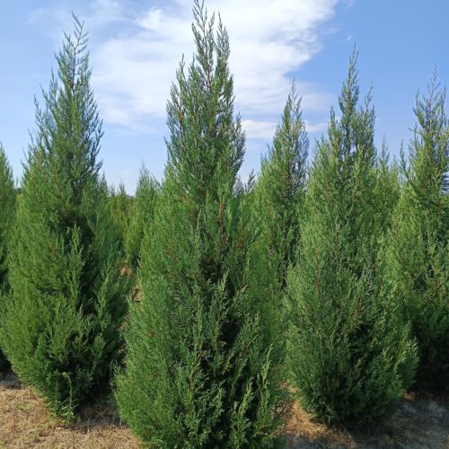 Cupressocyparis leylandii ‘2001’-Oszlopos Leylandi
