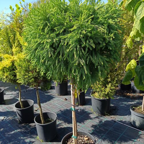 Cryptomeria japonica ‘Globosa Nana’ – törpe gömb japánciprus