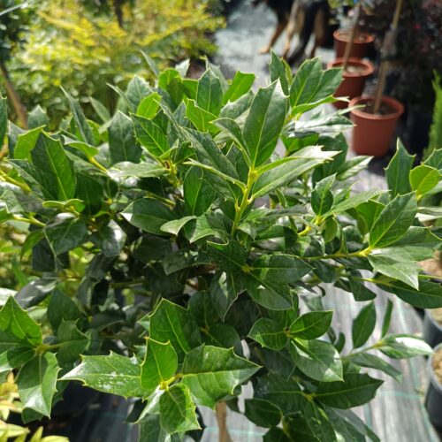Ilex mutchagara 'Nellie R. Stevens' -Nellie magyal