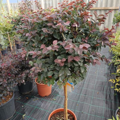 Kínai Rojtosvirág - Loropetalum chinensis 'Black Pearl' - Magastörzsön