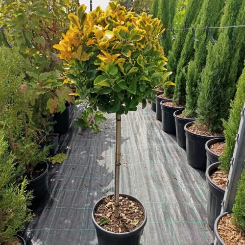 Euonymus japonicus’Aureus’/Sárga levelű kecskerágó - Magastörzsön