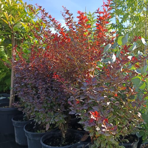 Berberis thunbergii 'Atropurpurea' - Japán vérborbolya