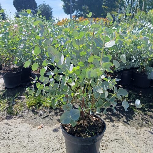 Eucalyptus cinerea"Silver Dollar"-Ezüstlevelű eukaliptusz