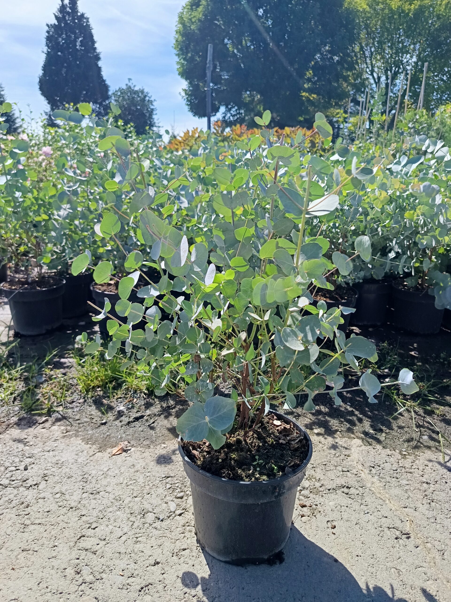 Eucalyptus cinerea"Silver Dollar"-Ezüstlevelű eukaliptusz