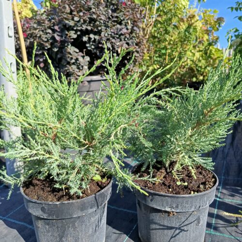 Terülő boróka-Juniperus virg.'Silver Spreader'
